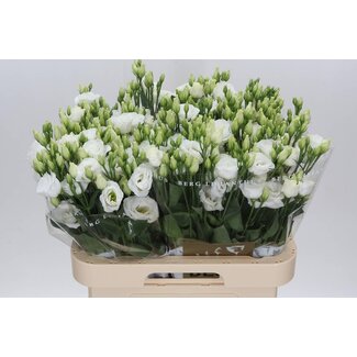 Freshy Eustoma Lisianthus Double-flowered “Rosi White” | Colour: White | Length ± 70 centimeter | Per 10 stems fresh flowers