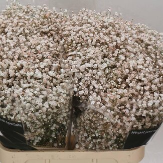 Freshy Gypsophila Gypsophile Coloré “Sable mouvant” | Couleur: Couleurs mélangées | Longueur ± 80 centimeter | Par 25 tiges de fleurs fraîches