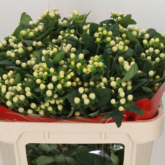 Freshy Hypericum “Cool Romance” Vertakt | Kleur: Geel | Lengte ± 70 centimeter | Per 25 stelen verse bloemen