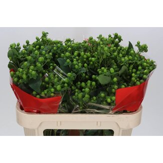 Freshy Hypericum “Jungle Rosa” Branched | Colour: Green | Length ± 70 centimetre | Per 25 stems fresh flowers