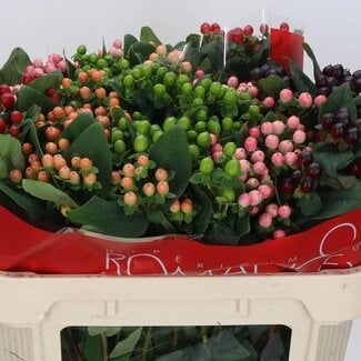 Freshy Hypericum “Rainbow Romance” Verzweigt | Farbe: Gemischte Farben | Länge ± 70 centimeter | Pro 25 Stiele frische Blumen