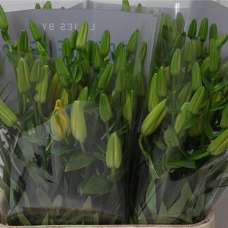 Freshy Lys Longiflorum x Lys asiatique Aqua “Bf Lente” | Couleur: Jaune | Longueur ± 90 centimeter | Par 10 tiges de fleurs fraîches