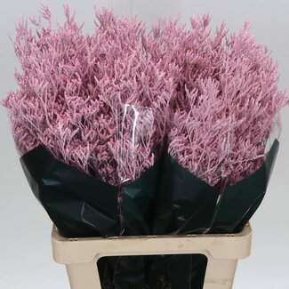 Freshy Limonium Kleurbehandeld “Skylight Soft Pink” | Kleur: Roze | Lengte ± 70 centimeter | Per 25 stelen verse bloemen