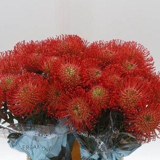 Freshy Leucospermum Nutans “Succession” | Kleur: Rood | Lengte ± 50 centimeter | Per 10 verse bloemen