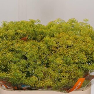 Freshy Anethum Graveolens Dille | Kleur: Geel | Lengte ± 70 centimeter | Per 25 stelen verse bloemen