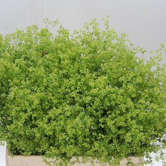 Freshy Alchemilla Mollis “Robustica” Alchémille | Couleur: Vert | Longueur ± 60 centimeter | Par 50 tiges fleurs fraîches