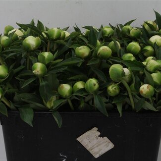 Freshy Paeonia Pivoine L “Duchesse De Nemours” | Couleur: Blanc | Longueur ± 45 centimeter | Par 10 fleurs fraîches