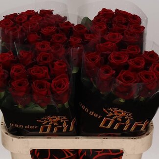 Freshy Roses “Red Naomi Drift” | Colour: Red | Length ± 80 centimetre | Per 10 roses