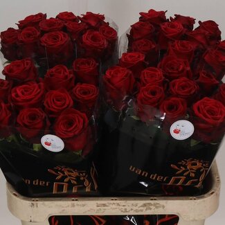 Freshy Rosen “Red Naomi Drift” | Farbe: Rot | Länge ± 80 centimeter | Pro 10 Rosen