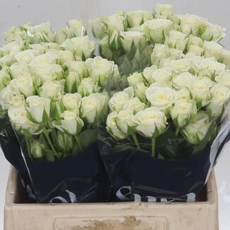 Freshy Rose en bouquet “Snowflake” | Couleur: Blanc | Longueur ± 40 centimètre | Par 20 roses