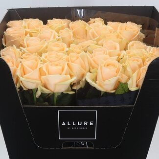 Freshy Roses “Avalanche Peach Allure” | Couleur: Oranje | Longueur ± 70 centimeter | Par 10 roses