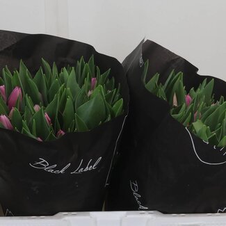 Freshy Einfachblütige Tulpe “Sirikit” | Farbe: Rosa | Länge ± 37 centimeter | Pro 50 frische Blumen