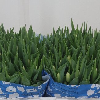 Freshy Einfachblütige Tulpe “Snowmen” | Farbe: Weiß | Länge ± 38 centimeter | Pro 50 frische bloemen