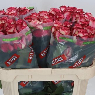 Freshy Rozen “Paloma” | Kleur: Roze | Lengte ± 70 centimeter | Per 10 rozen