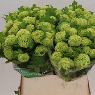 Freshy Viburnum Sneeuwbal 4 koppen | Kleur: Wit | Lengte ± 80 centimeter | Per 10 stelen verse bloemen
