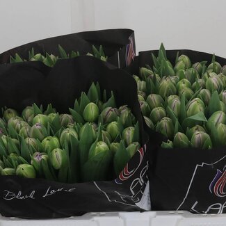 Freshy Dubbelbloemige Tulp “Saigon Double” | Kleur: Paars | Lengte ± 40 centimeter | Per 50 verse bloemen