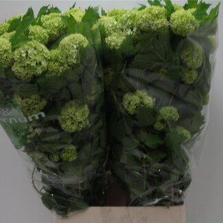 Freshy Viburnum Sneeuwbal 4 koppen | Kleur: Wit | Lengte ± 100 centimeter | Per 10 stelen verse bloemen