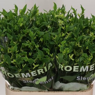 Freshy Alstroemère Fl “Jade” | Couleur: Vert | Longueur ± 75 centimètre | Par 10 tiges de fleurs fraîches