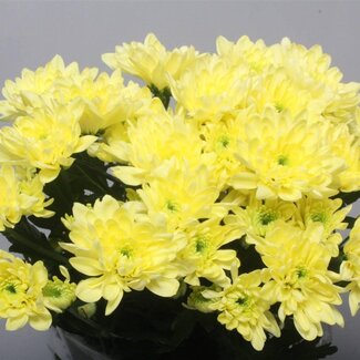 Freshy Rispenchrysant Chrysanthemum “Baltica Cream” | Farbe: Gelb | Länge ± 70 centimeter | Pro 10 Stielen frische Blumen