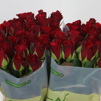 Freshy Roses “Red Ribbon” | Colour: Red | Length ± 40 centimeter | Per 20 roses