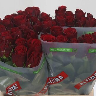 Freshy Roses “Upper Class” | Colour: Red | Length ± 40 centimetre | Per 20 roses