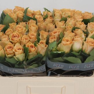 Freshy Roses “Salty Caramel” | Colour: Brown Yellow | Length ± 50 centimetre | Per 10 roses