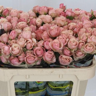 Freshy Trosroos “Destini” | Kleur: Roze | Lengte ± 70 centimeter | Per 10 rozen