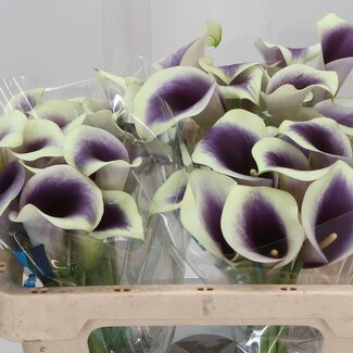 Freshy Zantedeschia Calla “Captain Ranomi” | Kleur: Paars | Lengte ± 50 centimeter | Per 10 verse bloemen