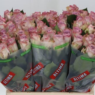 Freshy Roses “Memory Lane” | Colour: Pink | Length ± 60 centimetre | Per 10 roses