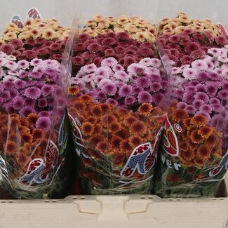 Freshy Chrysanthème Chrysant Santini “Mad Tyolo Mix” | Couleur: Couleurs mélangées | Longueur ± 55 centimeter | Par 25 tiges de fleurs fraîches