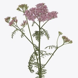 Freshy Achillea Millefolium “Anita Dark” | Colour: Pink | Length ± 80 centimetre | Per 20 stems fresh flowers