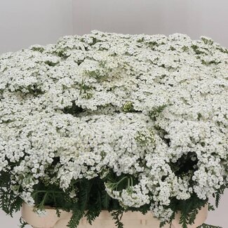 Freshy Achillea Millefolium “White Beauty” | Kleur: Wit | Lengte ± 80 centimeter | Per 20 stelen verse bloemen