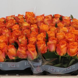 Freshy Rozen “Solarflare” | Kleur: Geel Oranje | Lengte ± 50 centimeter | Per 10 rozen