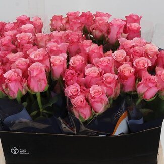 Freshy Roses “Ramonda” | Couleur: Rose | Longueur ± 60 centimeter | Par 10 roses