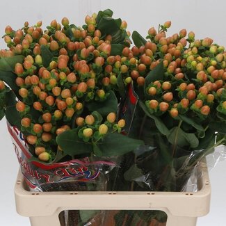 Freshy Hypericum Hertshooi “Globo Coral” | Kleur: Bruin | Lengte ± 60 centimeter | Per 25 verse bloemen