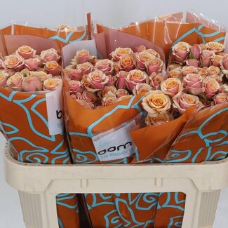 Freshy Spray roses “Antigua” | Colour: Orange | Length ± 70 centimetre | Per 10 fresh flowers