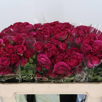 Freshy Spray roses “Cheyenne” | Colour: Purple Pink | Length ± 70 centimetre | Per 10 fresh flowers