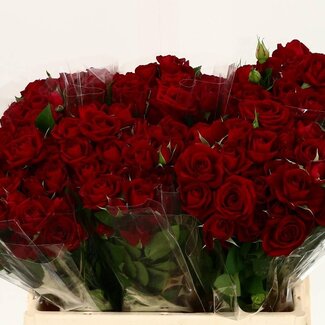Freshy Trosrosen “Rubicon” | Farbe: Rot | Länge ± 40 centimeter | Pro 20 frische Blumen