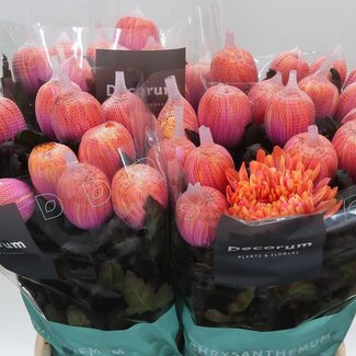 Freshy Déco Chrysanthème Chrysanthème “Antonov” Traité en couleur Fireball | Couleur: Orange Rose | Longueur ± 65 centimeter | Par 10 fleurs fraîches