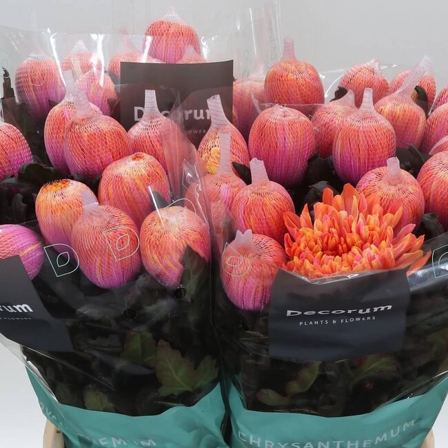 Déco Chrysanthème Chrysanthème “Antonov” Coloré Fireball | Couleur: Orange Rose | Longueur ± 65 centimeter | Par 10 fleurs fraîches