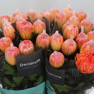 Freshy Deco Chrysanthemum Chrysant “Antonov” Kleurbehandeld Moonshine | Kleur: Oranje Geel | Lengte ± 65 centimeter | Per 10 verse bloemen