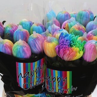 Freshy Deko Chrysantheme Chrysant “Antonov” Farbbehandelt Regenbogen | Farbe: Gemischte Farben | Länge ± 65 centimeter | Pro 10 frische Blumen