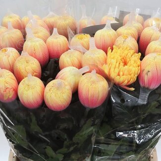 Freshy Deko Chrysantheme Chrysant “Antonov” Farbbehandelt Sunshine | Farbe: Gelb Orange Rosa | Länge ± 65 centimeter | Pro 10 frische Blumen