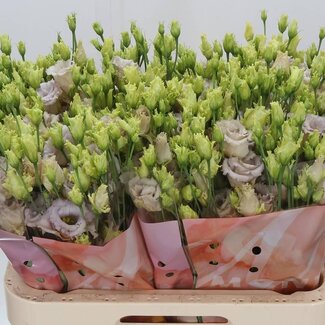 Freshy Eustoma Lisianthus Gevuld “Blue Chateau” | Kleur: Wit | Lengte ± 70 centimeter | Per 10 stelen verse bloemen