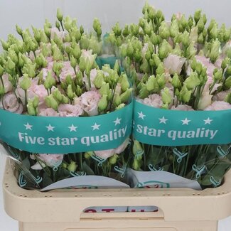 Freshy Eustoma Lisianthus Rempli “Chac Wedding Pink” | Couleur: Rose | Longueur ± 70 centimeter | Par 10 tiges fleurs fraîches