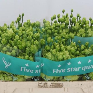 Freshy Eustoma Lisianthus Double “Rosan Emerald” | Couleur: Vert | Longueur ± 70 centimeter | Par 10 tiges de fleurs fraîches