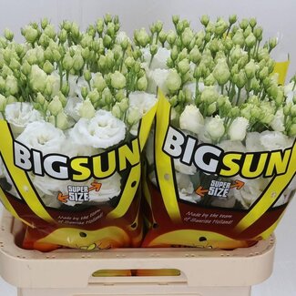 Freshy Eustoma Lisianthus Filled “Alissa Pure White” | Colour: White | Length ± 70 centimetre | Per 10 stems fresh flowers