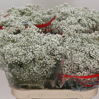 Freshy Gypsophila Paniculata Gipskruid “Million Star” | Kleur: Wit | Lengte ± 80 centimeter | Per 25 stelen verse bloemen
