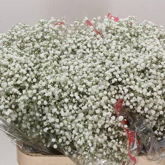 Freshy Gypsophila Paniculata Baby's breath “Xlence” | Colour: White | Length ± 80 centimeter | Per 25 stems fresh flowers