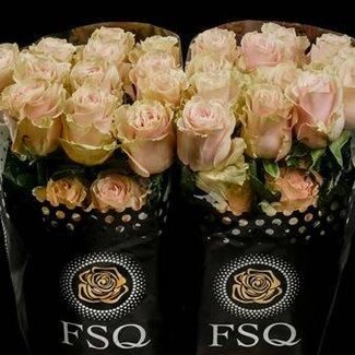 Freshy Roses à grandes fleurs “Pink Mondial” | Couleur: Rose | Longueur ± 60 centimeter | Origine Équateur | Par 20 roses